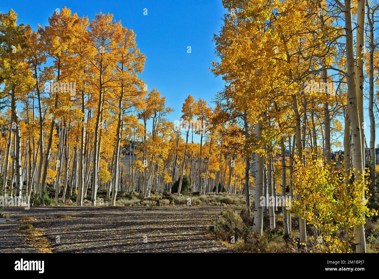 Quaking Aspens „Pando Clone“, PM Light, auch bekannt als Trembling Giant, Sevier County, Utah. Stockfoto