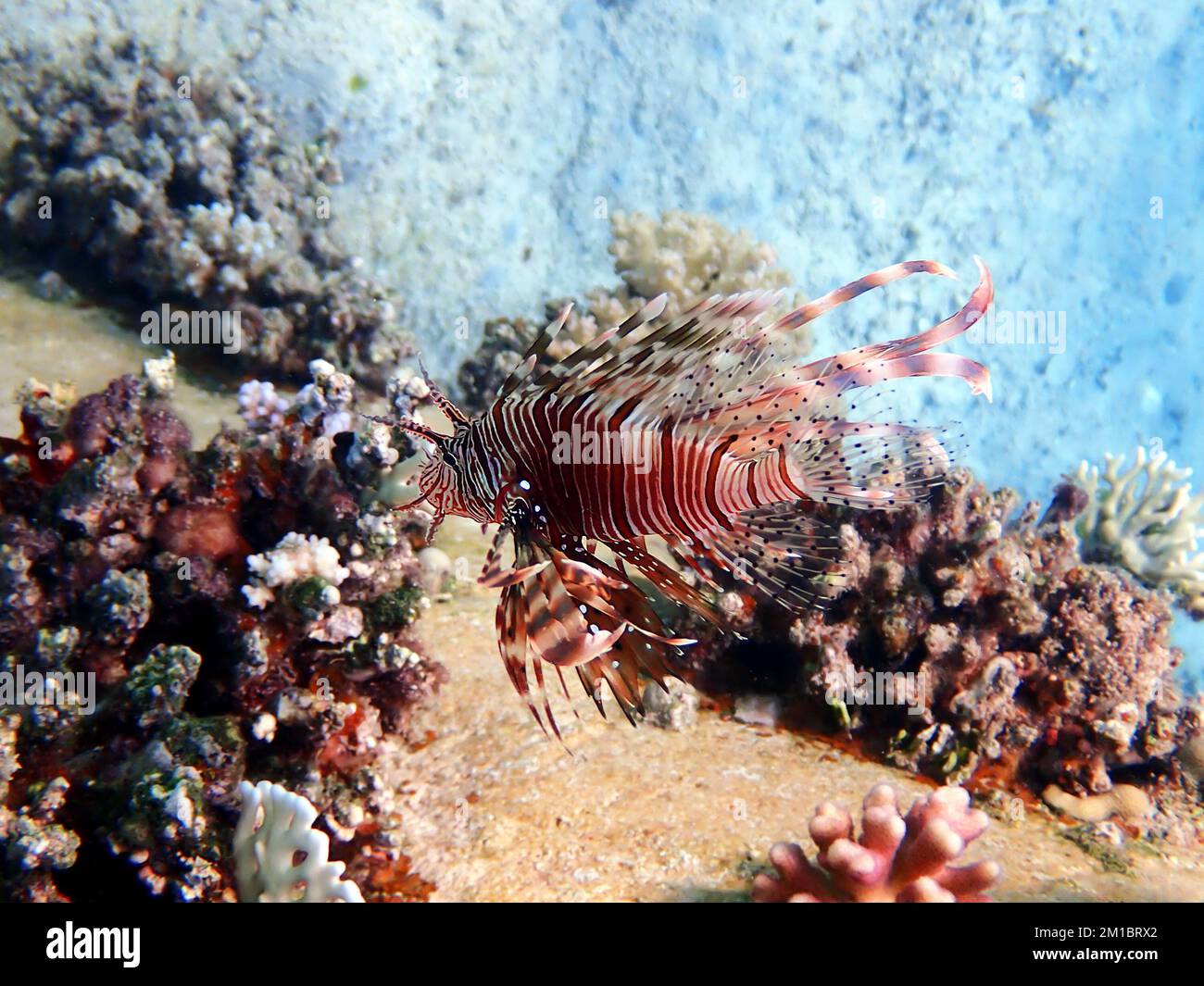 Gemeiner Löwenfisch - (Pterois Miles), der am häufigsten im Roten Meer gesichtet wird Stockfoto