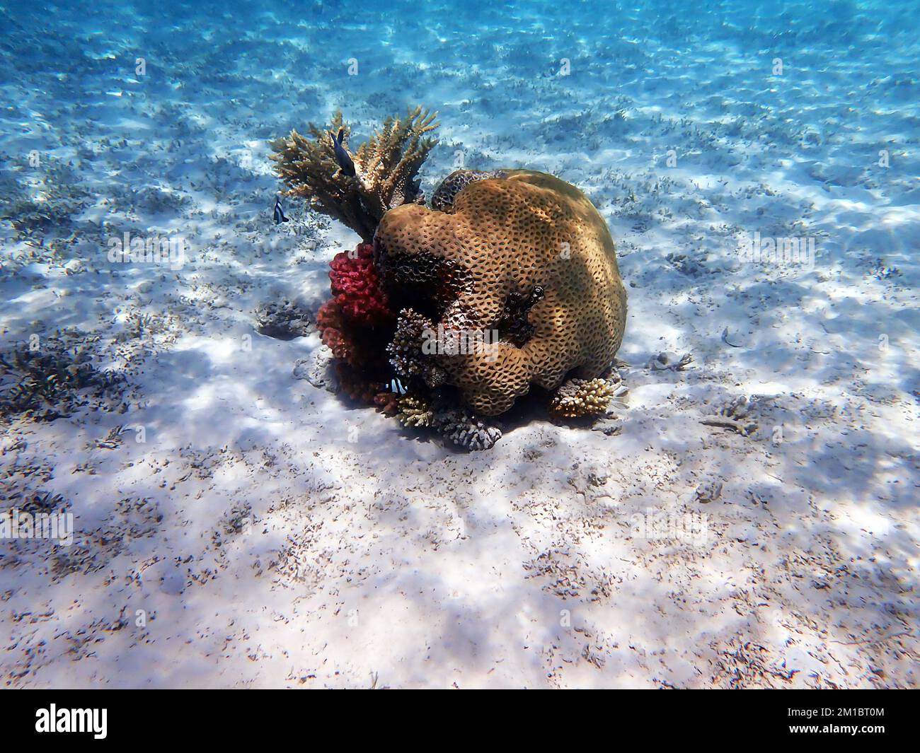 Traumhafte Unterwasserwelt mit Korallenriff und Meereslandschaft ins Rote Meer Stockfoto