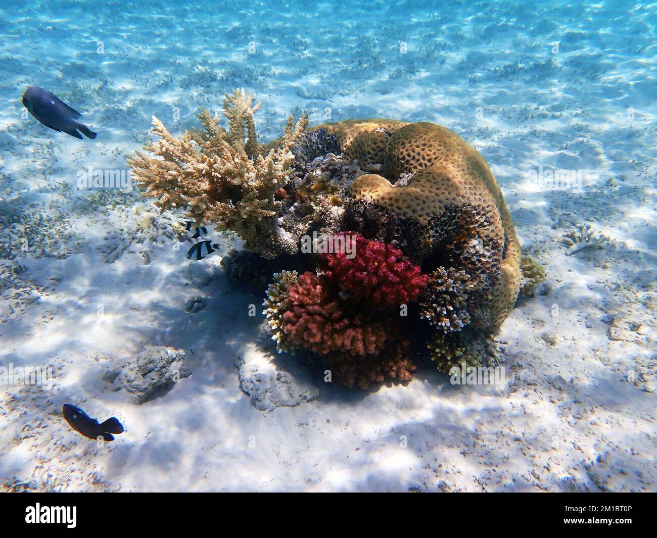 Traumhafte Unterwasserwelt mit Korallenriff und Meereslandschaft ins Rote Meer Stockfoto