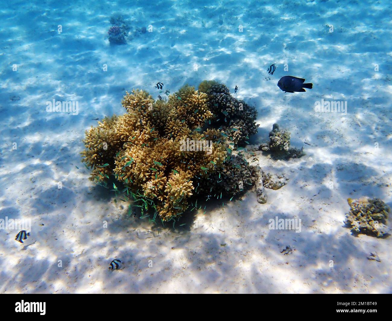 Traumhafte Unterwasserwelt mit Korallenriff und Meereslandschaft ins Rote Meer Stockfoto