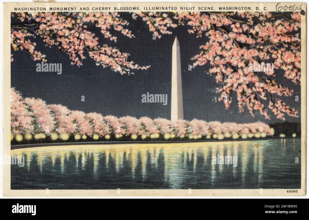 Washington Monument und Kirschblüten, beleuchtete Nachtszene, Washington, D.C. , Denkmäler und Gedenkstätten, Tichnor Brothers Collection, Postkarten der Vereinigten Staaten Stockfoto