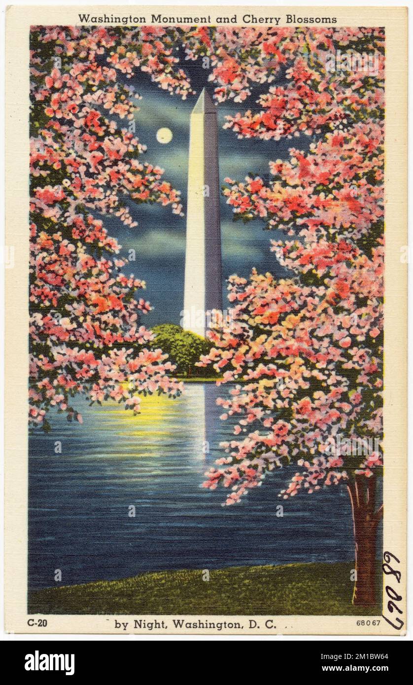 Washington Monument und Cherry Blossoms by Night, Washington, D.C. , Denkmäler und Gedenkstätten, Tichnor Brothers Collection, Postkarten der Vereinigten Staaten Stockfoto