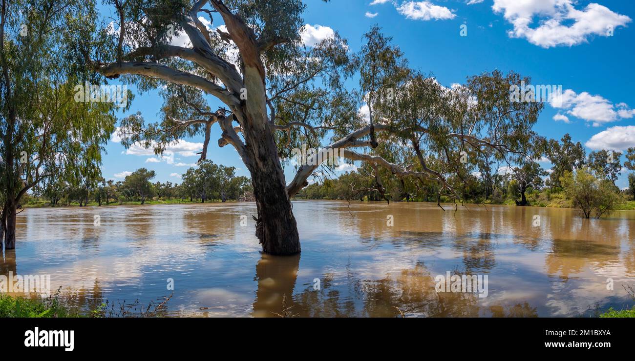 September 2022: Das Barwon River Wehr und die Fischfallen in der Nähe der Stadt Brewarrina im Outback New South Wales sind aufgrund des überfluteten Flusses vollständig untergetaucht Stockfoto