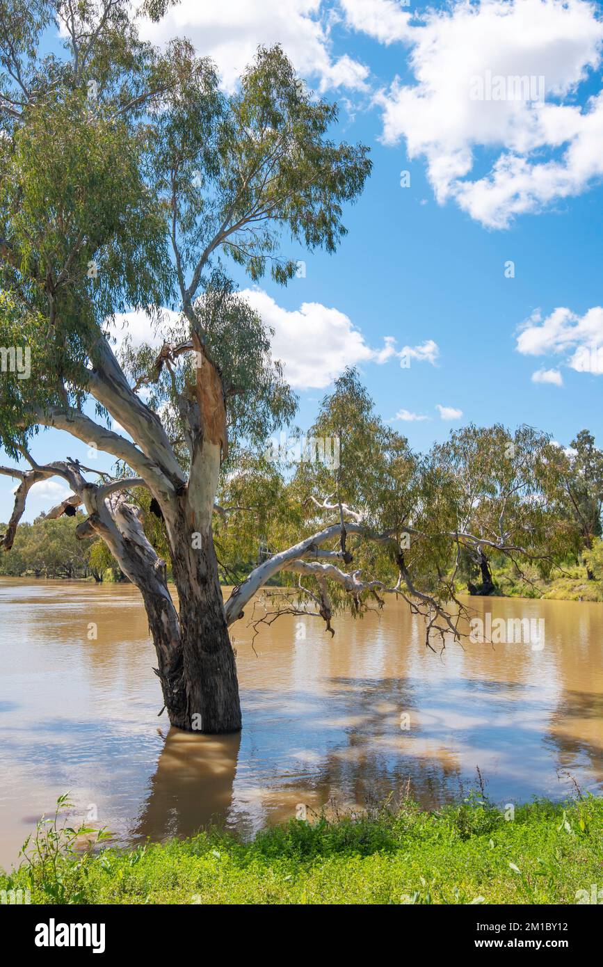 September 2022: Das Barwon River Wehr und die Fischfallen in der Nähe der Stadt Brewarrina im Outback New South Wales sind aufgrund des überfluteten Flusses vollständig untergetaucht Stockfoto