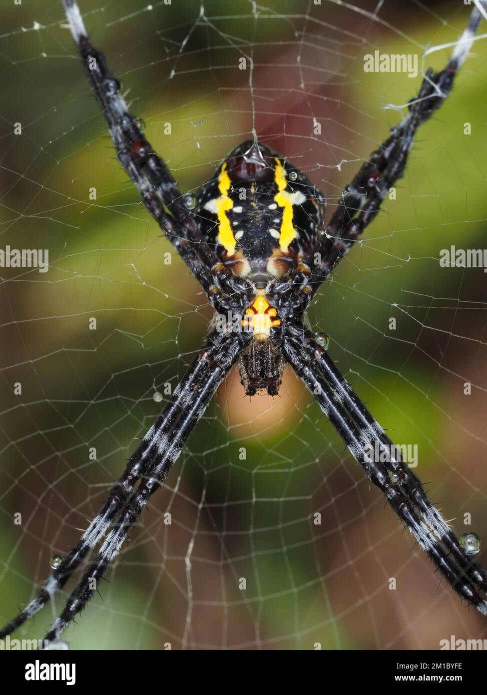 Weibliche hawaiianische Gartenspinne Argiope appensa Stockfoto