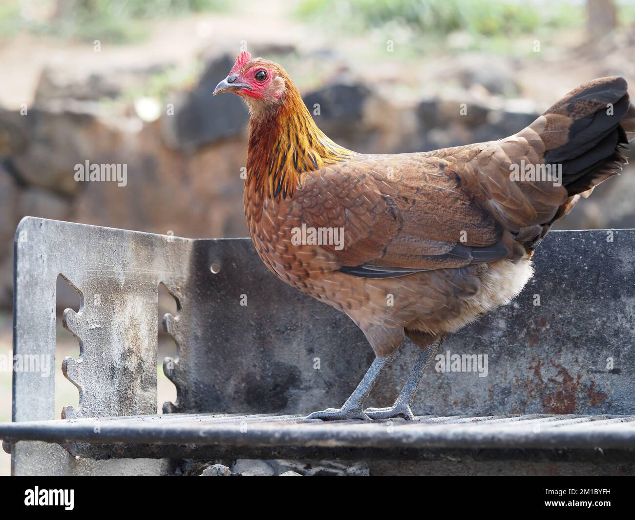 Wildes (wildes) Huhn auf Maui, Hawaii Stockfoto