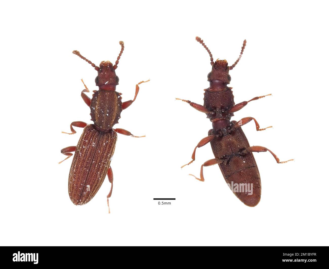 Makrofoto von Oryzaephilus mercator - Getreidekäfer - dorsale und ventrale Ansicht Stockfoto