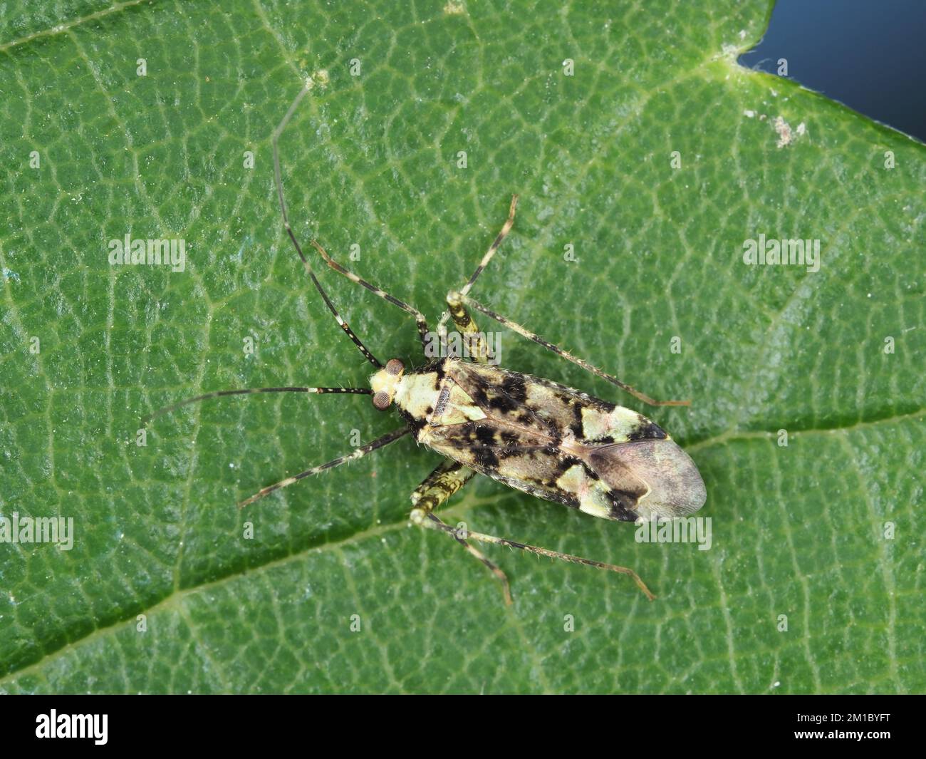 Käfer von Phytocoris oder einer eng verwandten Gattung, wahrscheinlich Phytocoris tiliae Stockfoto