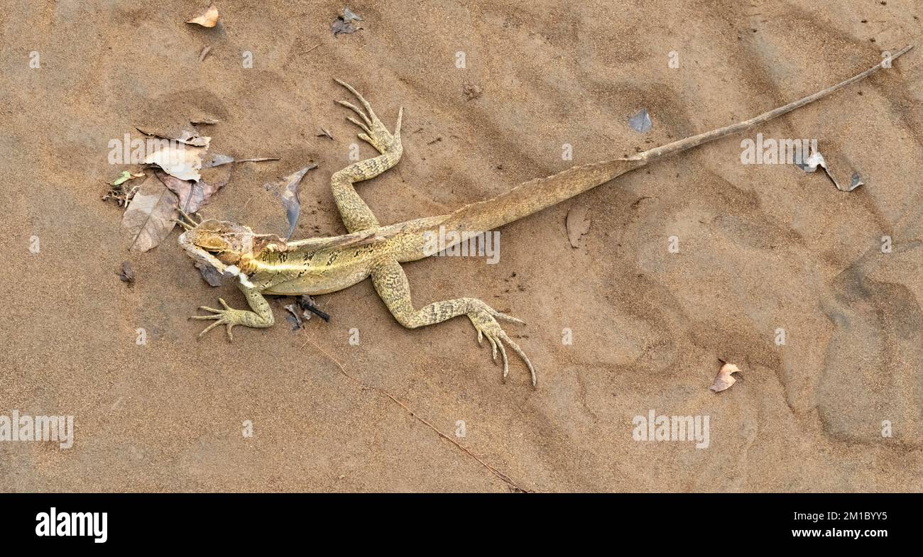 Brauner oder gestreifter Basilisk (Basiliscus vittatus), Rio Tarcoles, Costa Rica Stockfoto