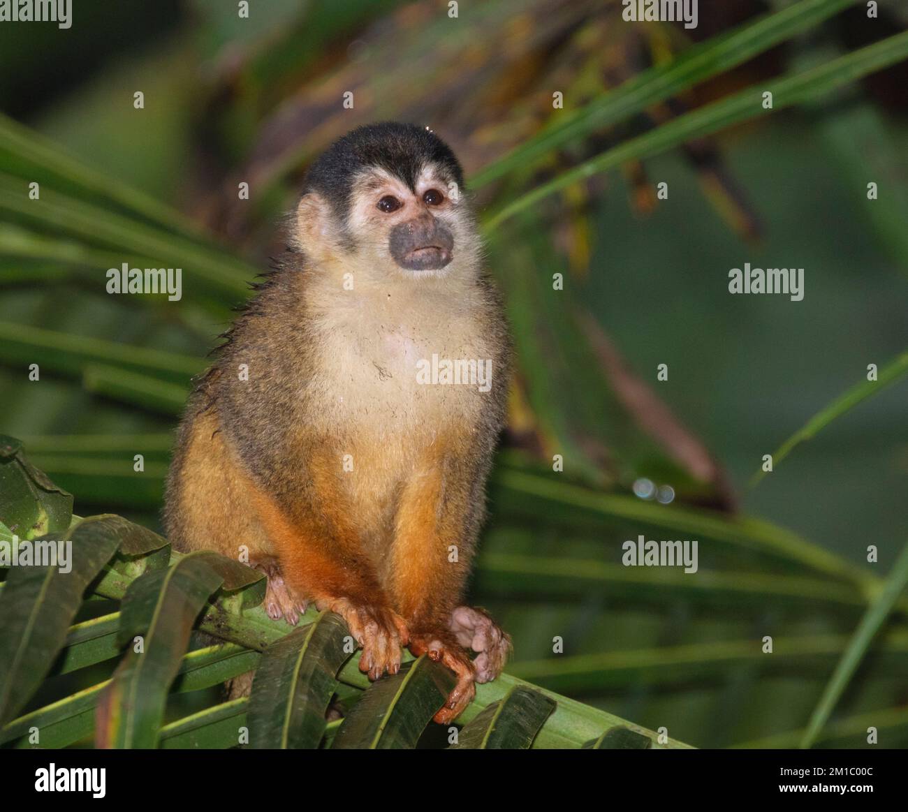 Nasshörnchenaffe, Halbinsel Osa, Costa Rica Stockfoto