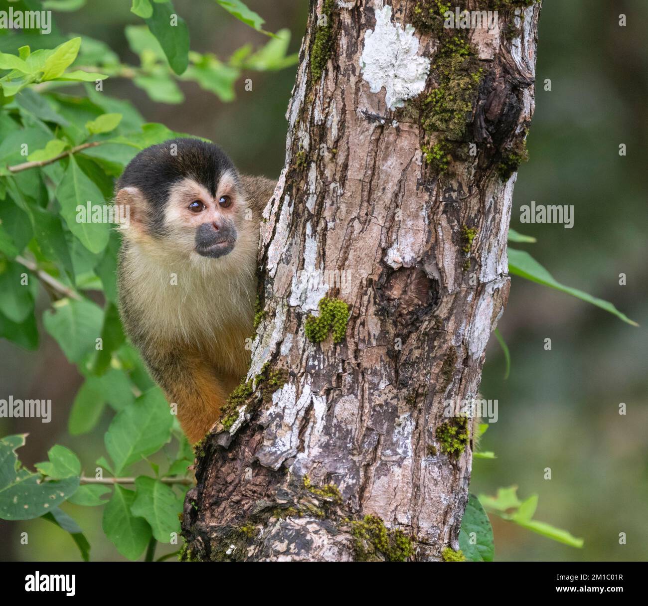 Porträt des Eichhörnchenaffen (Saimiri oerstedii), Halbinsel Osa, Costa Rica Stockfoto