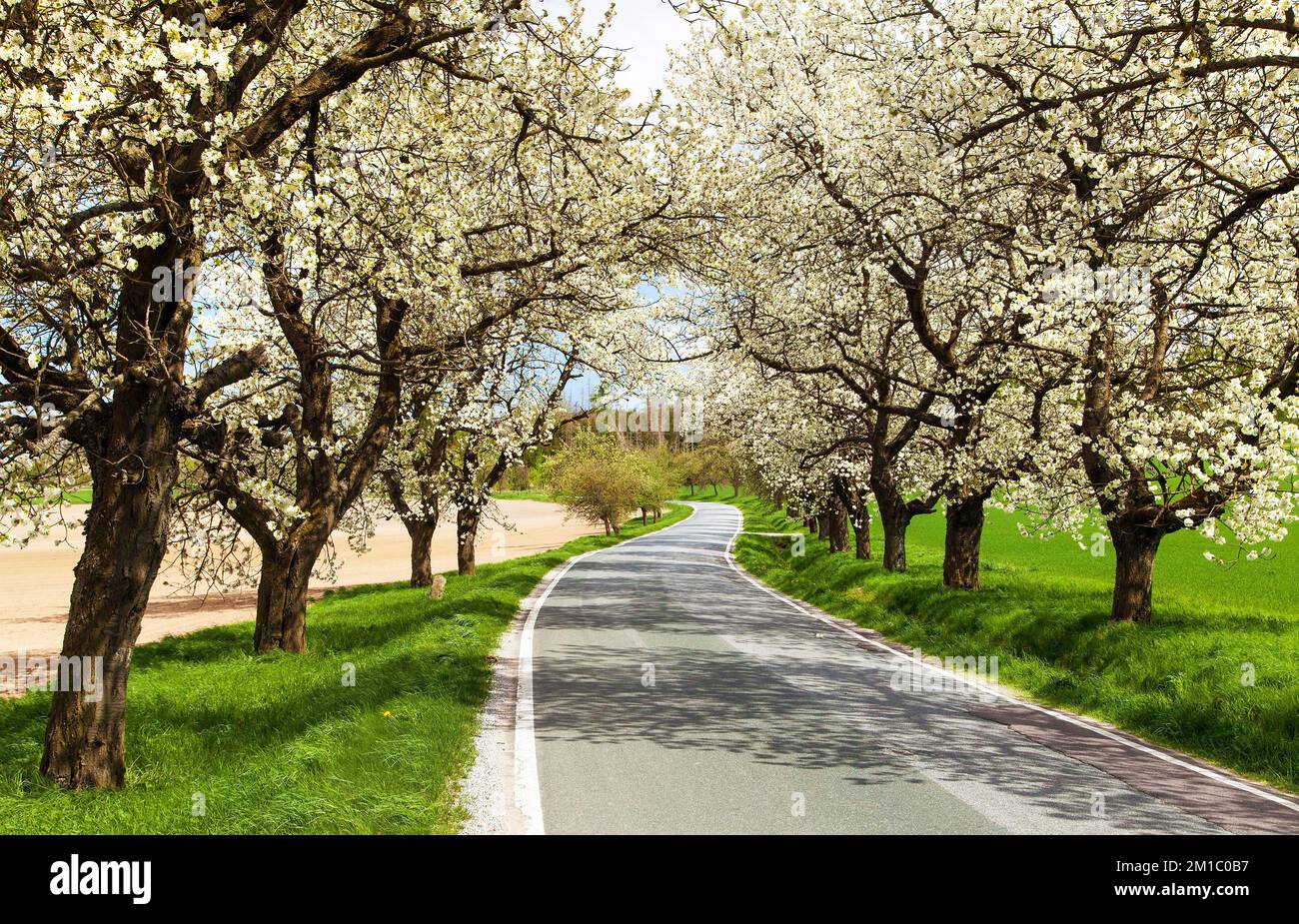 Straße und Allee von blühenden Kirschbäumen in lateinischem Prunus cerasus mit schönem Himmel. Weiß gefärbter blühender Kirschbaum Stockfoto