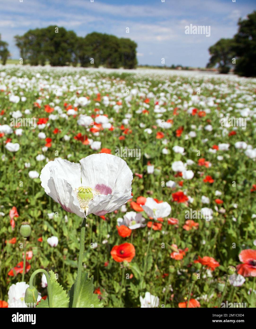 Weißes blühendes Opiummohn-Feld im lateinischen papaver somniferum, Mohn-Feld mit roten Mohnblumen gejäten, weißer Mohn wird in Tschechien angebaut Stockfoto