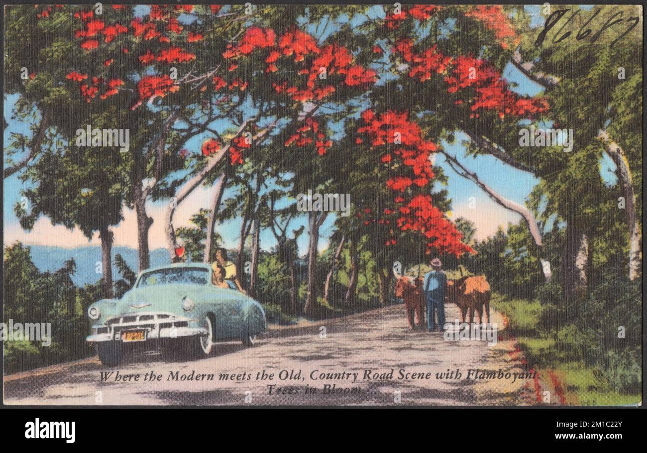 Wo die Moderne auf die alte Landstraßenszene trifft, mit flamboykant blühenden Bäumen, Blumen, Bäumen, Straßen, Autos, Tichnor Brothers Collection, Postkarten der Vereinigten Staaten Stockfoto