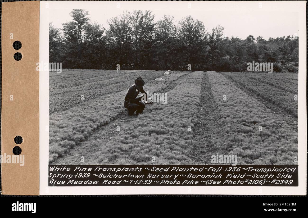 Weisskieferntransplantationen, gepflanzt im Herbst 1936, transplantiert im Frühjahr 1939, Baraniuk Field, Südseite der Blue Meadow Road, Belchertown Nursery, Belchertown, Mass., Juli 13, 1939 : Parzelle Nr. 208--, Wasserwerke, Reservoirs, Wasserverteilungsstrukturen, Forstwirtschaft, Baumschulen, Gartenbau Stockfoto