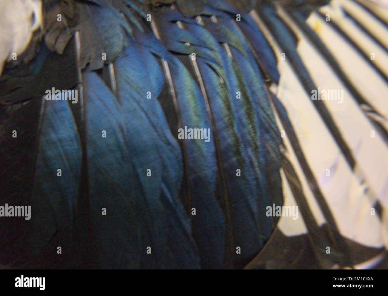 Nahaufnahme von Vogelflügel und Federn Stockfoto