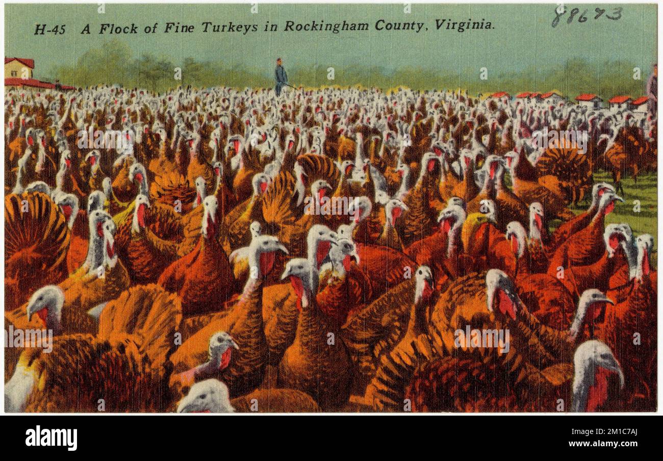 Eine Herde feiner Truthähne in Rockingham County, Virginia, Tichnor Brothers Collection, Postkarten der Vereinigten Staaten Stockfoto