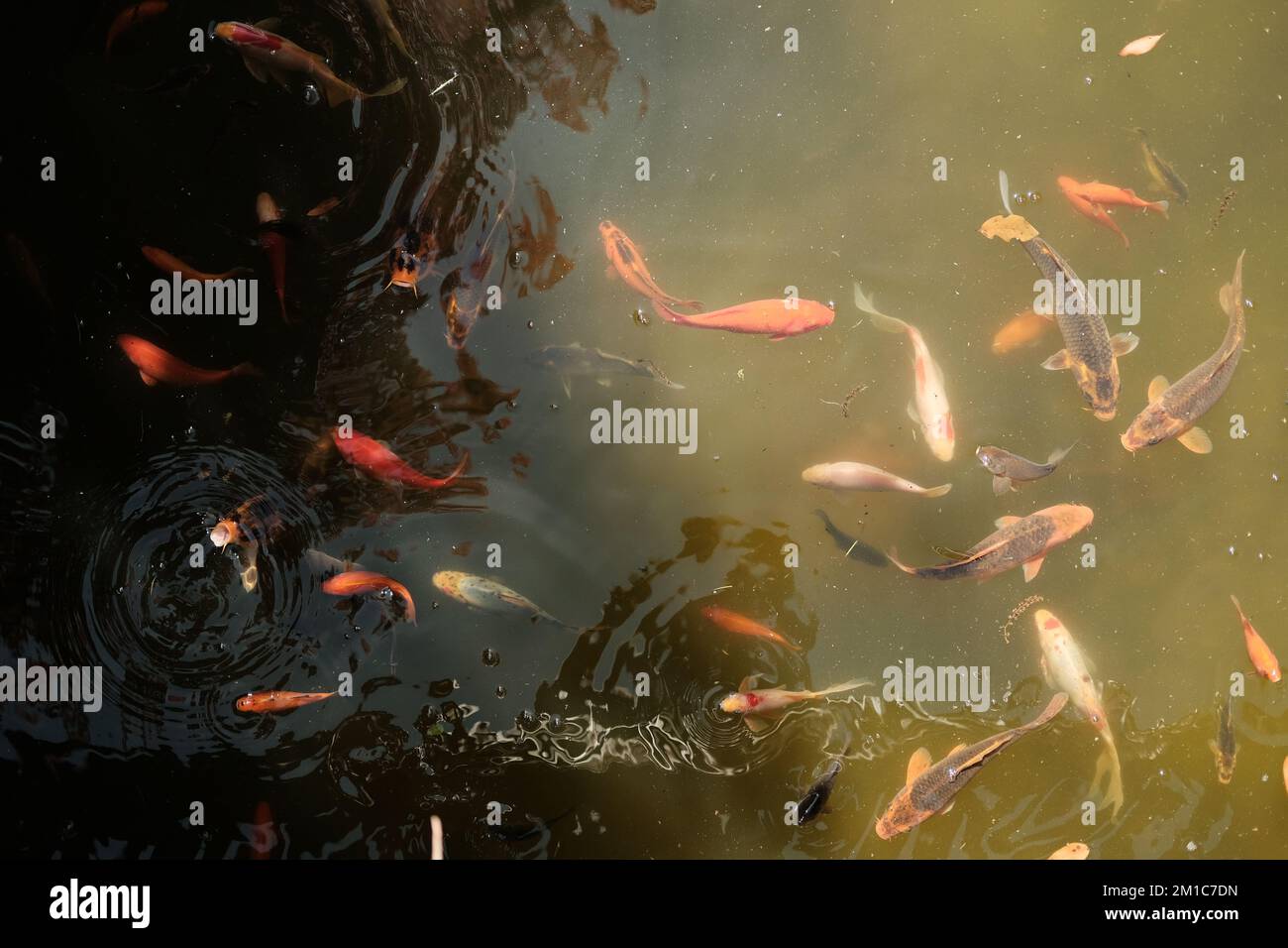 Asiatische karpfen Fotos und Bildmaterial in hoher Auflösung Alamy