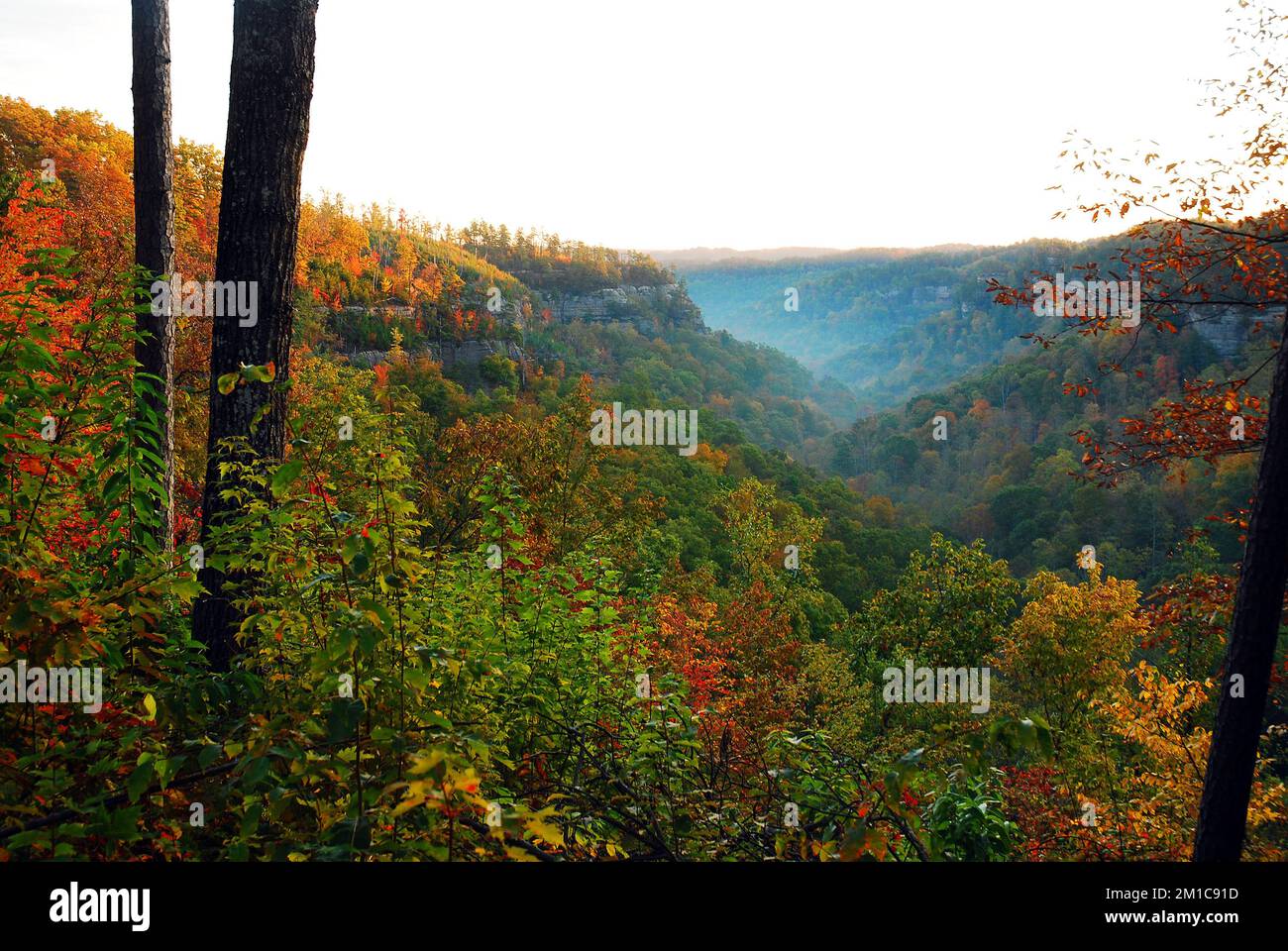 Im Tal der Red River Gorge von Kentucky verströmt der Nebel ein leuchtendes Herbstlaub Stockfoto