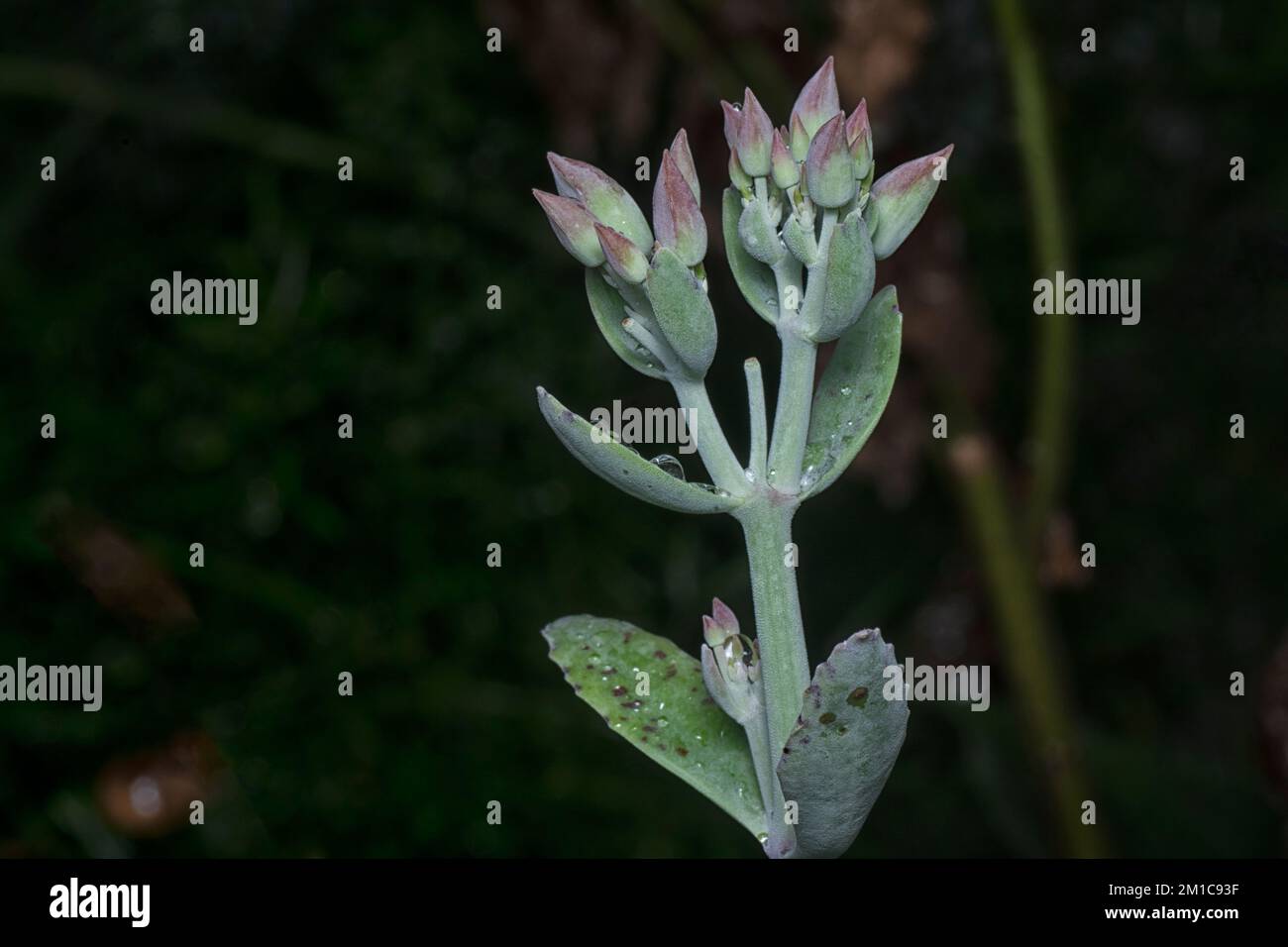 Nahaufnahme der nassen kalanchoe gastonis-bonnieri-Sukkulentpflanze Stockfoto