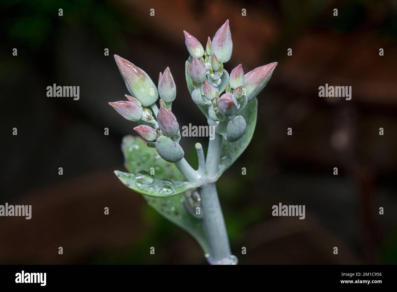 Nahaufnahme der nassen kalanchoe gastonis-bonnieri-Sukkulentpflanze Stockfoto