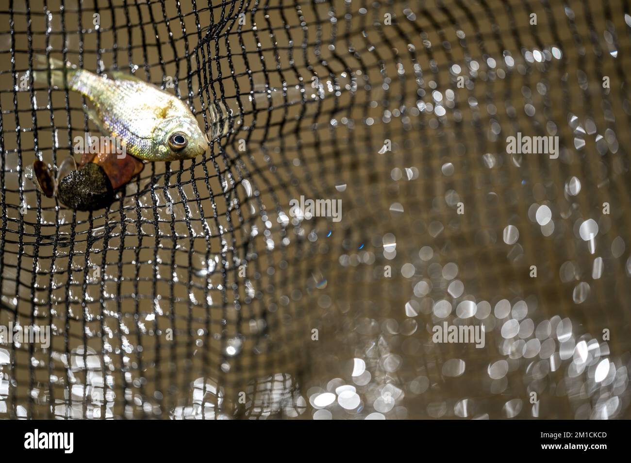 Kleine gebratene Köderfische, die in einem Netz über trübem Wasser gefangen werden. Stockfoto