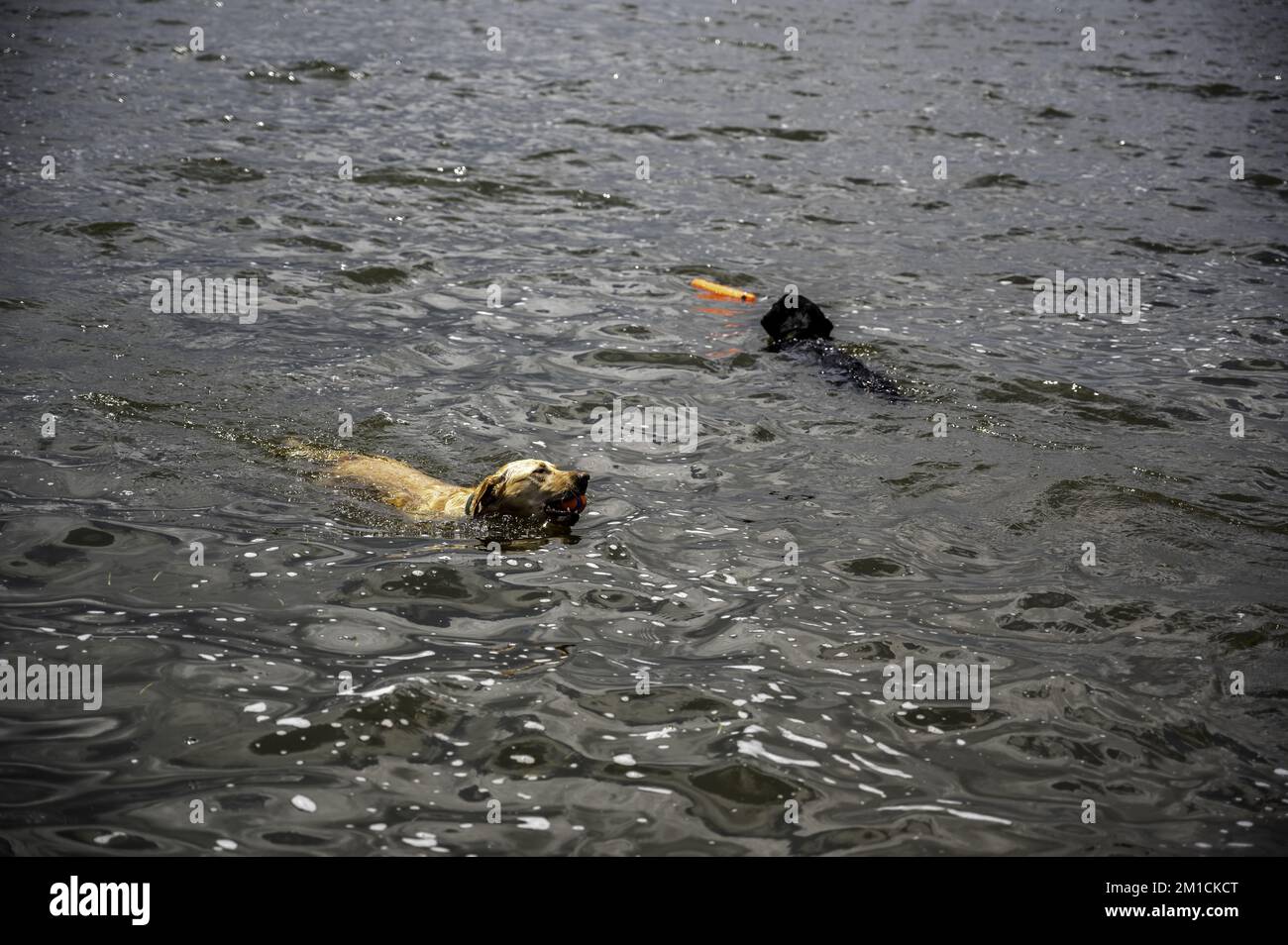 Hund schwimmend in einem offenen See mit einem Kauspielzeug. Stockfoto