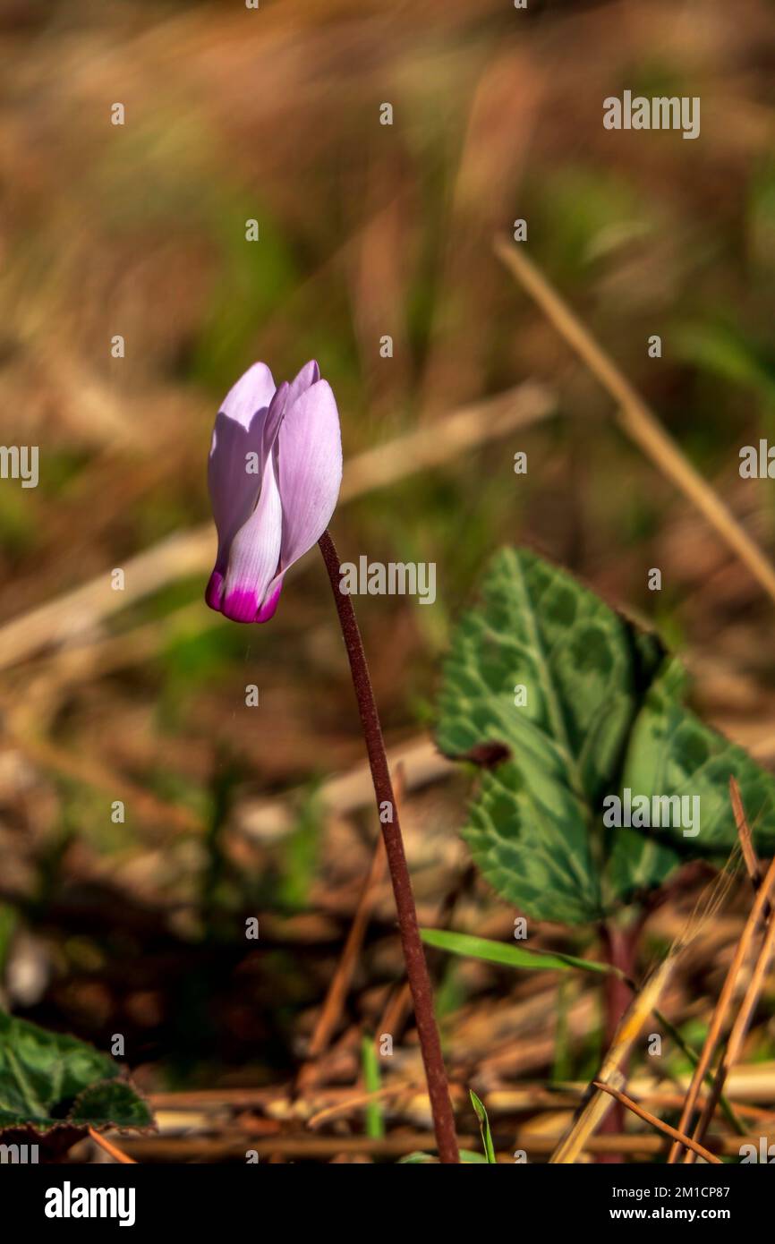 Zarte rosafarbene Blüten blühender wilder Zyklaven im Sonnenlicht unter grünem Gras Stockfoto