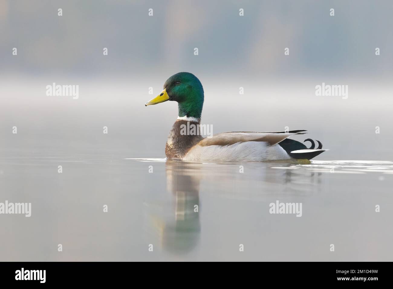 Männliche Mallard (Anas platyrhynchos) am See an einem sehr nebligen Morgen mit Reflexion Stockfoto