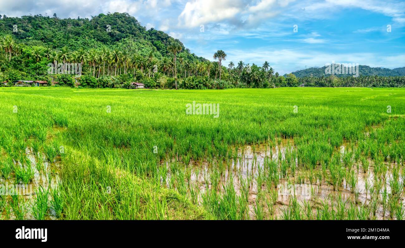 Panoramablick auf einen großen Reisfeld, umgeben von Hügeln und Kokospalmen, in der Oriental Mindoro Province, Mindoro Island, Philippinen. Stockfoto