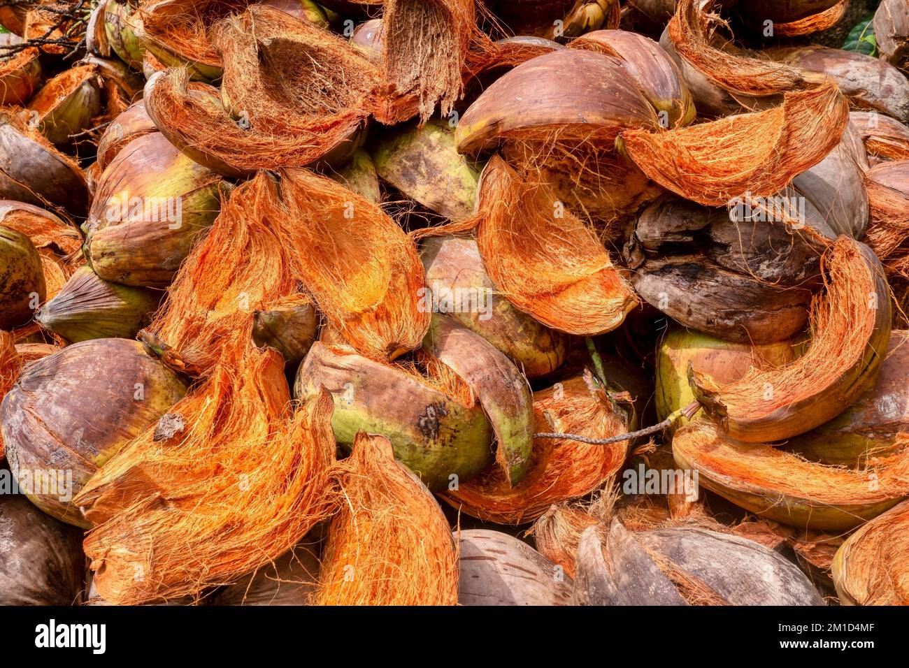 Ein Haufen Kokosnussschalen aus alten Nüssen, die aufgeschnitten wurden, um die innere Schale zu erhalten, und Fleisch, das für die Kopraerzeugung verwendet wird. Stockfoto