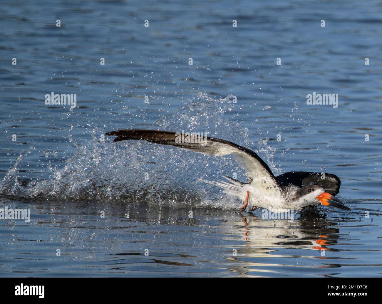 Black Skimmer, Rynchops niger, im Flug, Nahrung in einer flachen geschützten Bucht in Laguna Madre, Texas. Stockfoto