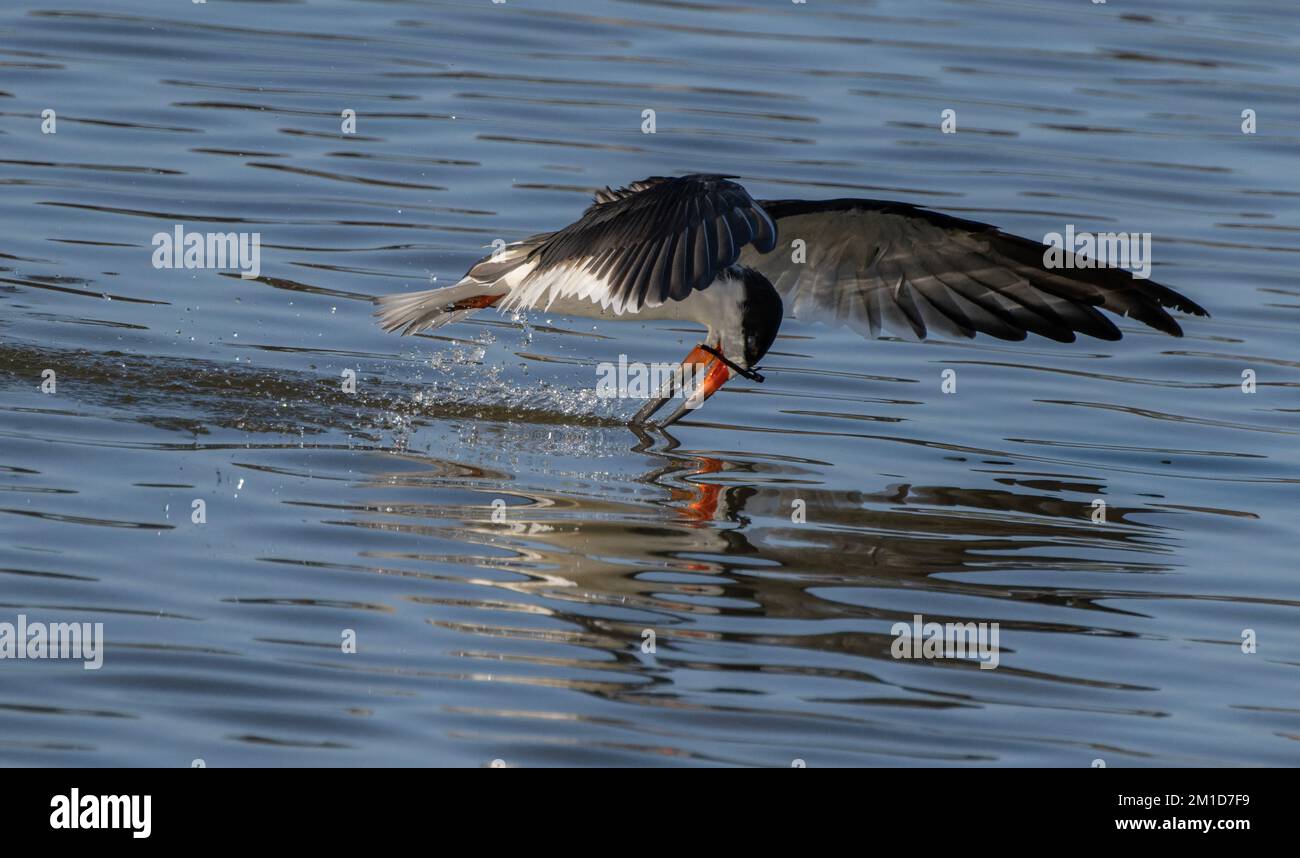 Black Skimmer, Rynchops niger, im Flug, als Beute anhalten, im Fütterungsgebiet - eine flache geschützte Bucht in Laguna Madre, Texas. Stockfoto