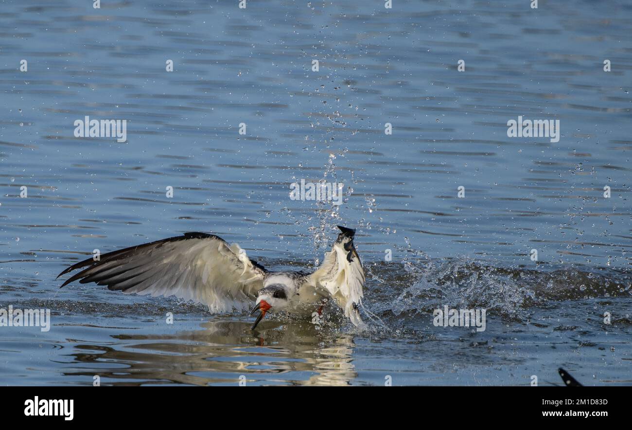 Black Skimmer, Rynchops niger, im Flug, Nahrung in einer flachen geschützten Bucht in Laguna Madre, Texas. Stockfoto