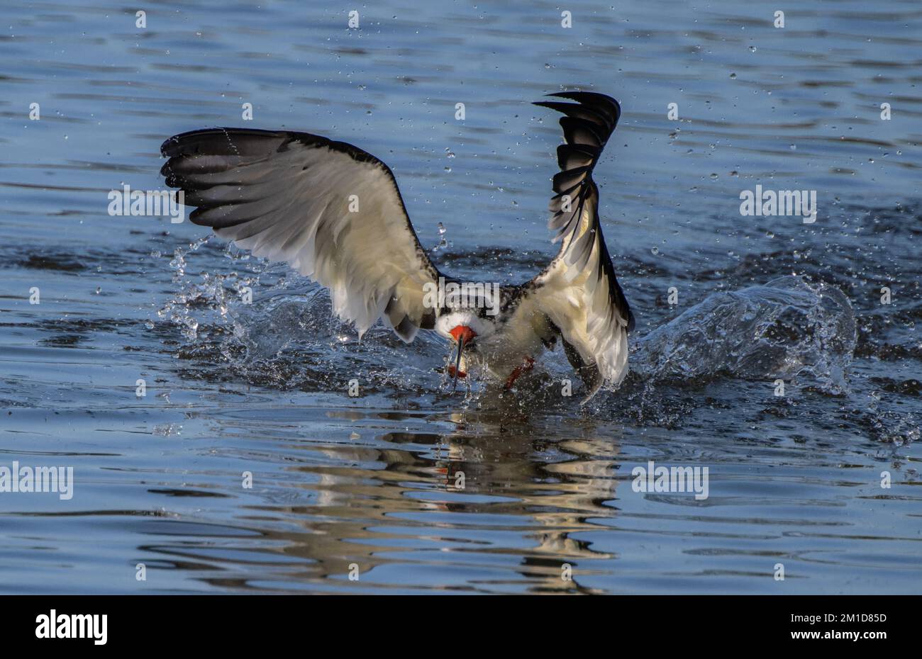 Black Skimmer, Rynchops niger, im Flug, Nahrung in einer flachen geschützten Bucht in Laguna Madre, Texas. Stockfoto