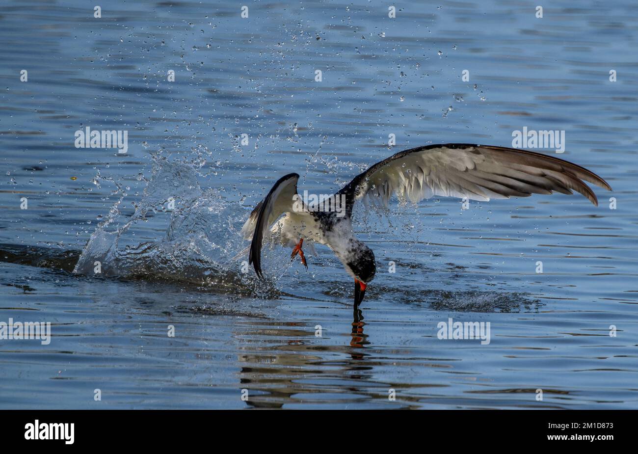 Black Skimmer, Rynchops niger, im Flug, Nahrung in einer flachen geschützten Bucht in Laguna Madre, Texas. Stockfoto