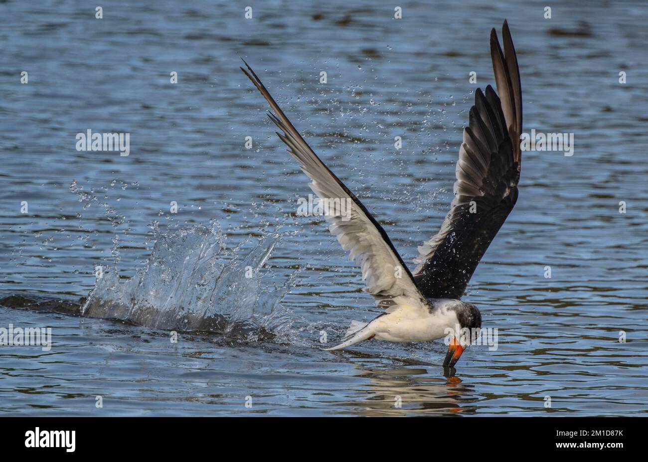 Black Skimmer, Rynchops niger, im Flug, als Beute anhalten, im Fütterungsgebiet - eine flache geschützte Bucht in Laguna Madre, Texas. Stockfoto