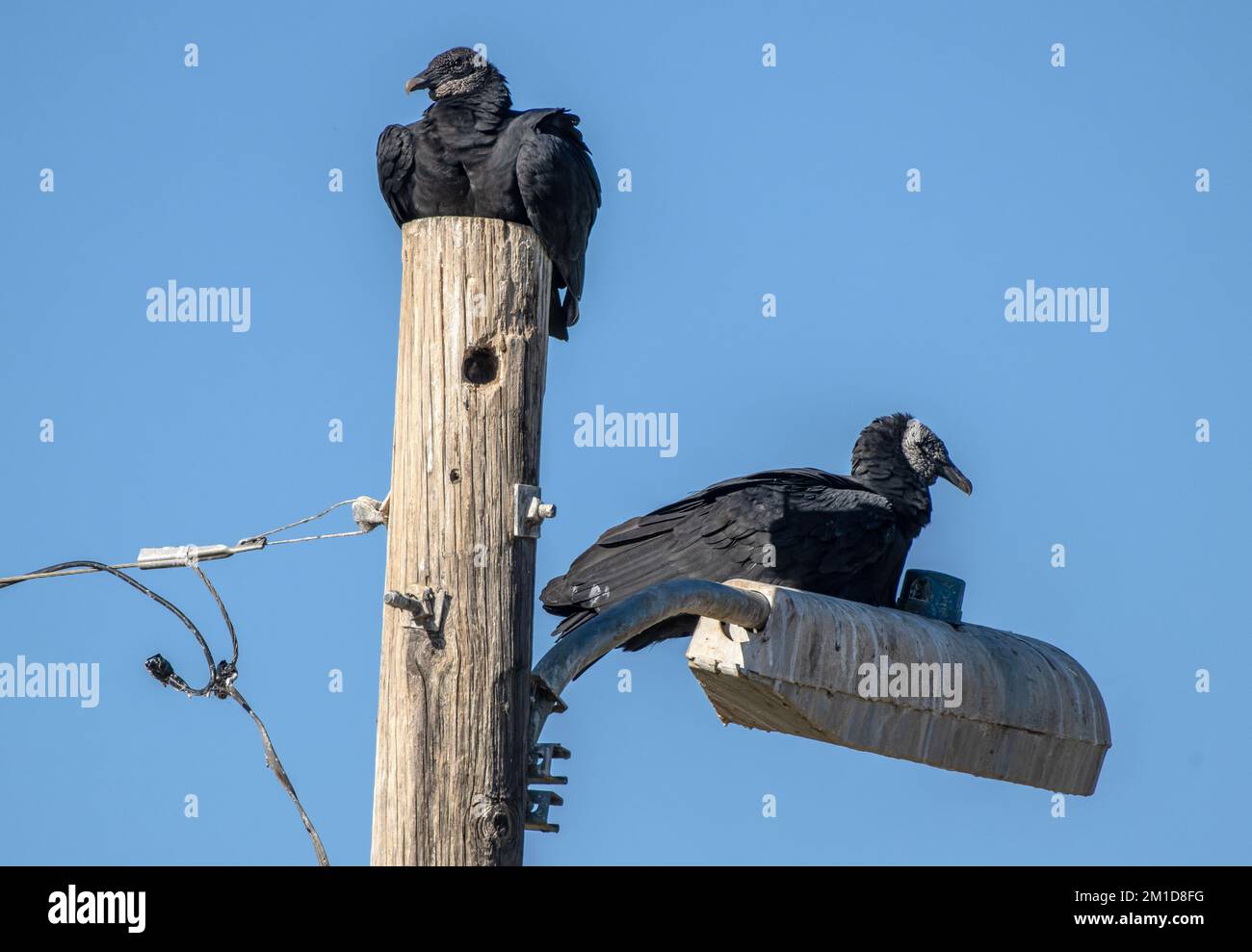 Schwarze Geier, Coragyps atratus, hoch oben auf der Stange, ruhend. - Nach Texas. Stockfoto