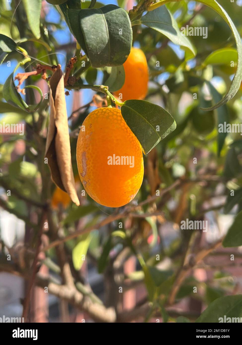 Kumquat, Kumquat, mandarino, chinesisches Mandarin Stockfoto