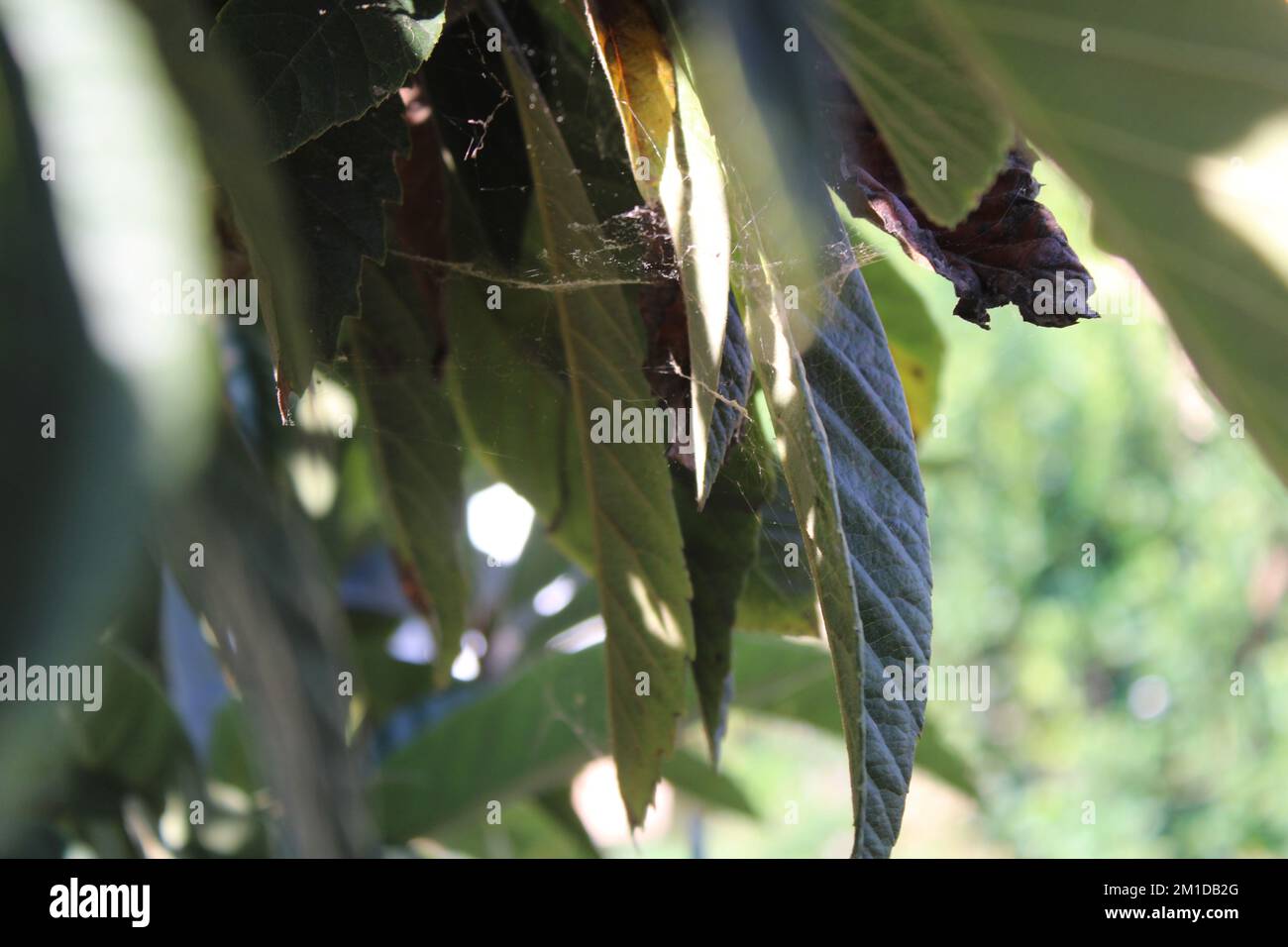Mispelbaum Stockfoto