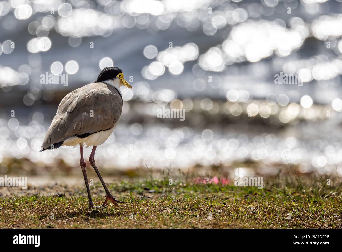 Nahaufnahme eines maskierten Lapwing Plover an der Küste in Sydney, Australien mit Bokah-Hintergrund Stockfoto