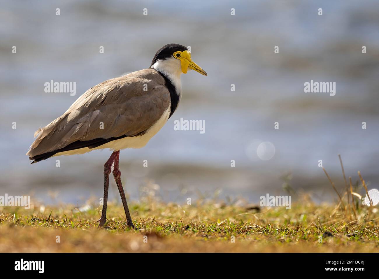 Nahaufnahme eines maskierten Lapwing Plover an der Küste in Sydney, Australien Stockfoto