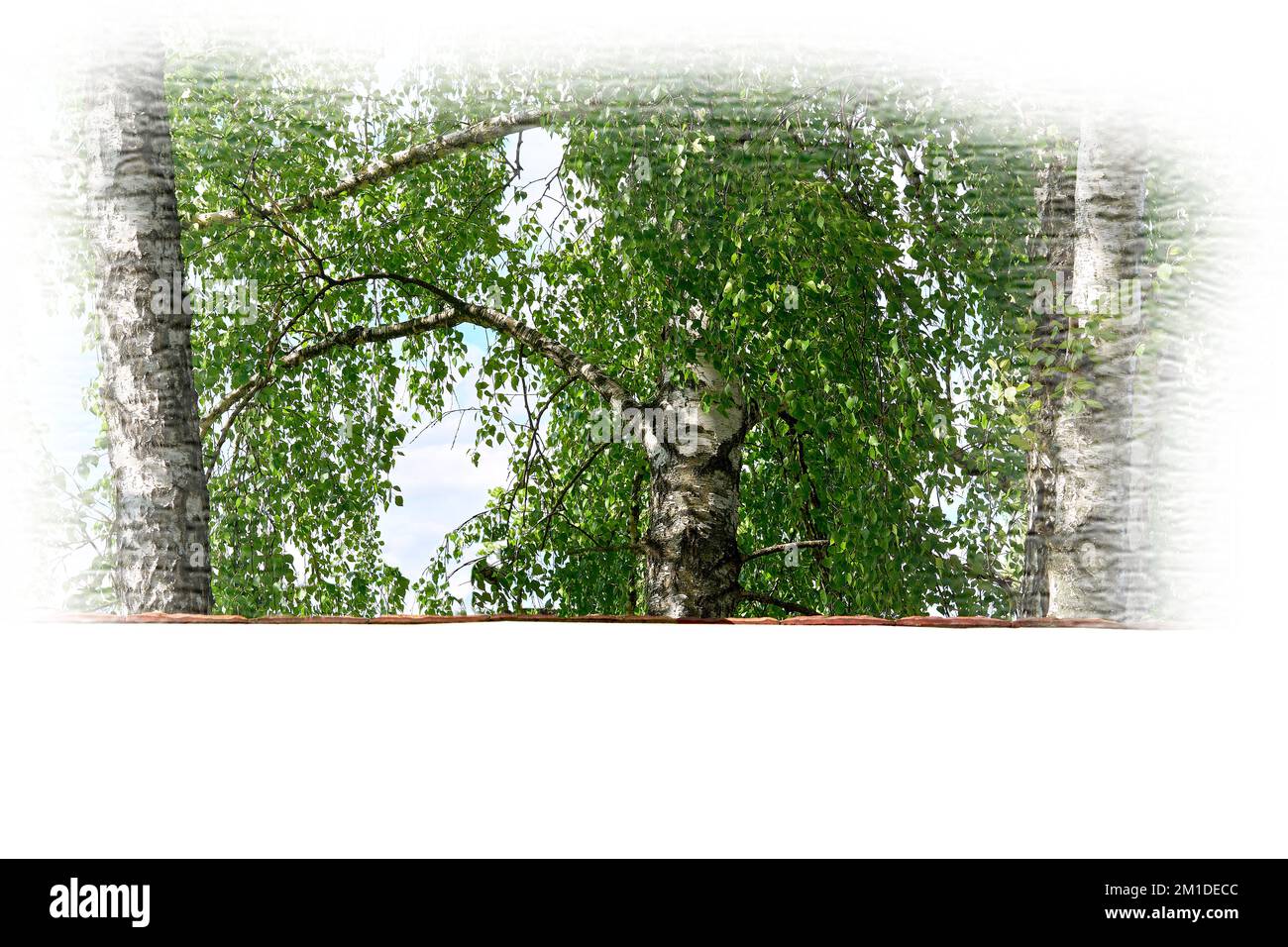 Drei leuchtende Birkenbäume mit üppigem Grün und frischem Laub in weißem Rahmen Stockfoto