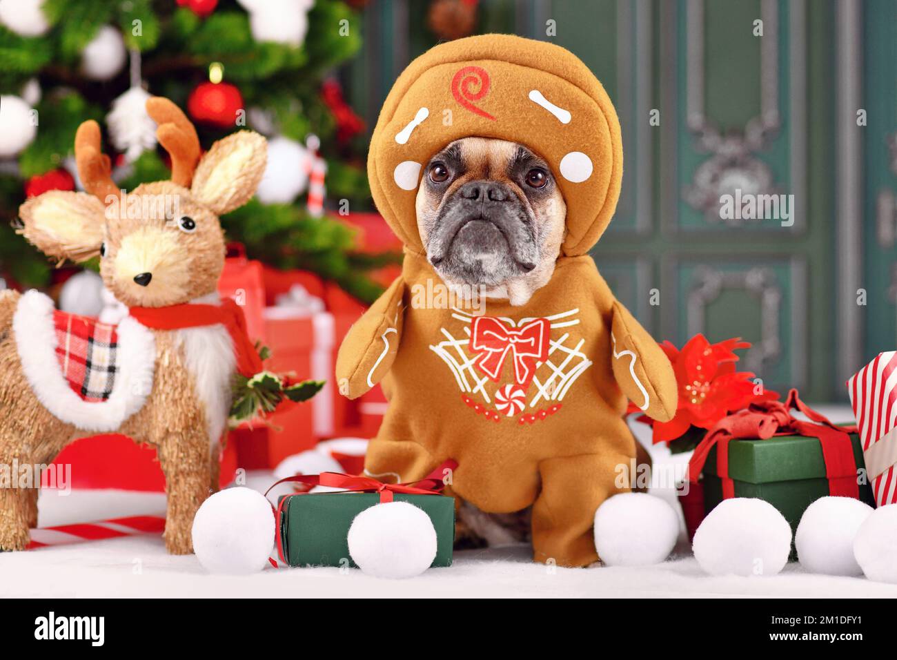Lustiger französischer Bulldog in Lebkuchen-Weihnachtskostüm mit Armen, umgeben von festlicher Dekoration Stockfoto