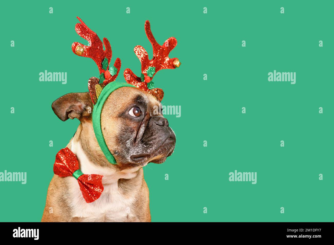 Französischer Bulldog trägt ein weihnachtliches Rentiergeweih mit Stirnband und Fliege vor grünem Hintergrund Stockfoto