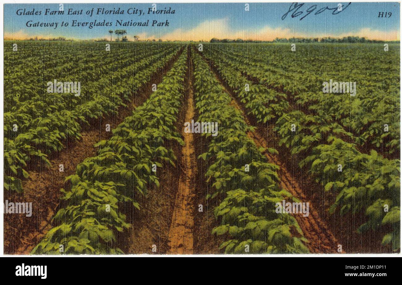 Glades Farm östlich von Florida City, Florida. Tor zum Everglades-Nationalpark, Parks, Tichnor Brothers Collection, Postkarten der Vereinigten Staaten Stockfoto