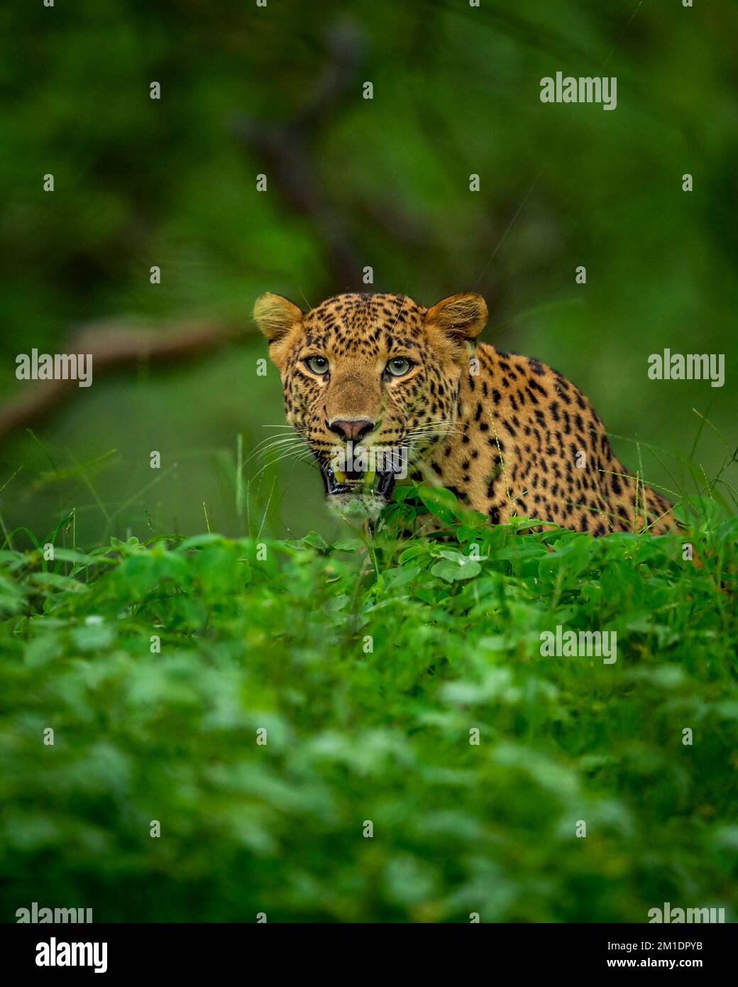 indische wilde männliche Leoparden oder panthera Pardus werden bei einer Dschungelsafari im Wald von zentralindien in natürlichem Monsungrün porträtiert Stockfoto