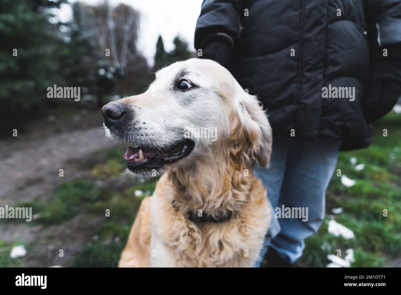 Nahaufnahme eines etwas älteren Hundes - gemischt mit dem goldenen Retriever - der zur Seite schaut. Wald und Rasen im Hintergrund. Hochwertiges Foto Stockfoto