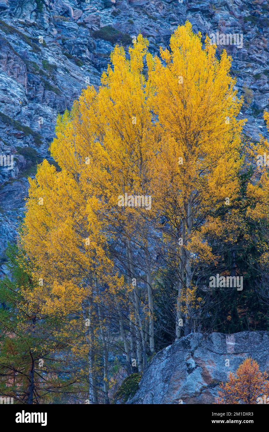 Herbstfarbene Aspen oder bebende Aspen (Populus tremuloides), Gran Paradiso Nationalpark, Aosta, Italien, Europa Stockfoto